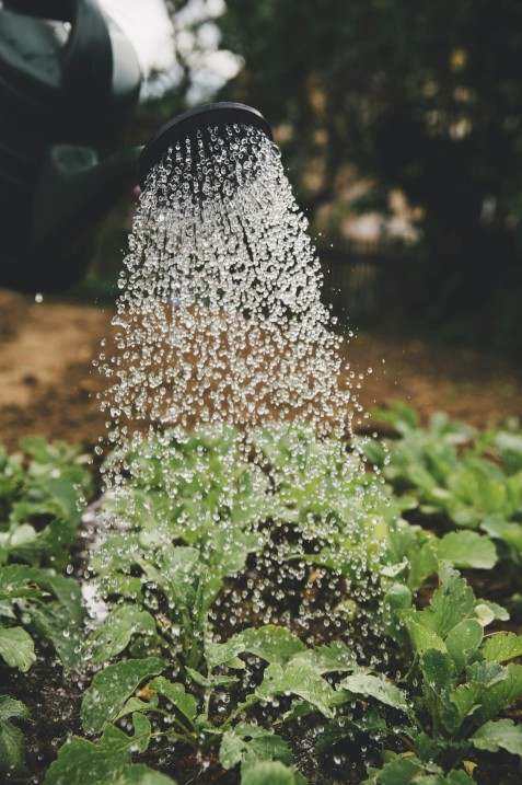 Organic salad mix deal